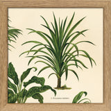 Dracaena Nutans. Mini Print