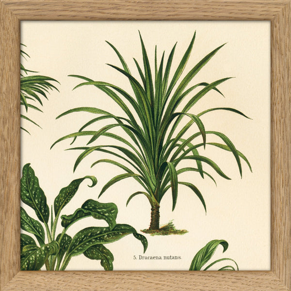Dracaena Nutans. Mini Print