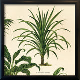 Dracaena Nutans. Mini Print