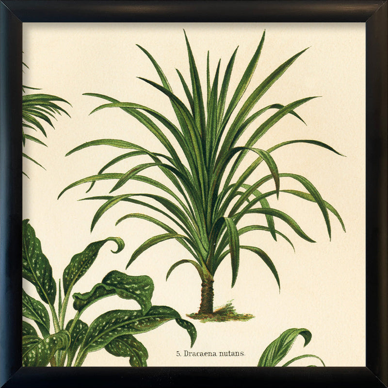 Dracaena Nutans. Mini Print