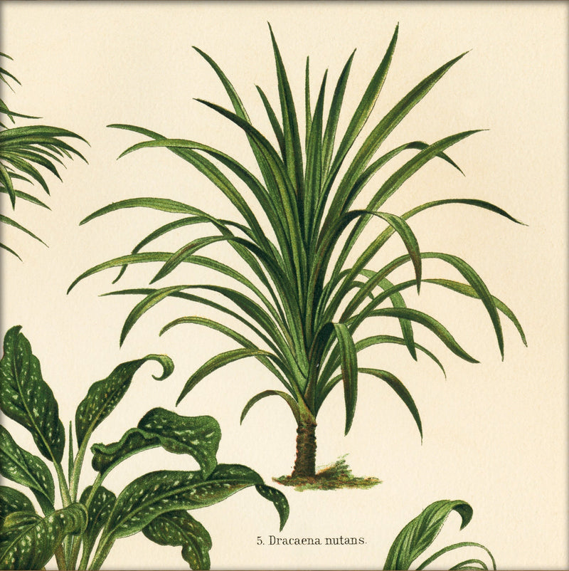 Dracaena Nutans. Mini Print