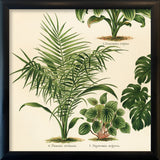 Phoenix Reclinata, Peperoni Argyrea And Dracena Regina. Mini Print