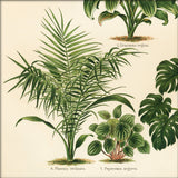 Phoenix Reclinata, Peperoni Argyrea And Dracena Regina. Mini Print