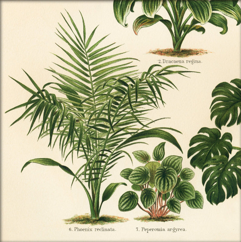 Phoenix Reclinata, Peperoni Argyrea And Dracena Regina. Mini Print