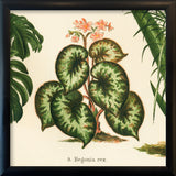 Begonia Rex. Mini Print