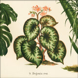Begonia Rex. Mini Print