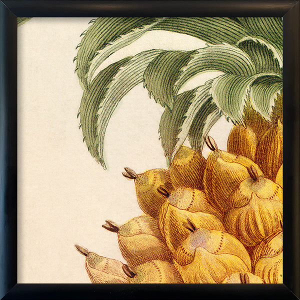 Pineapple Close Up. Mini Print