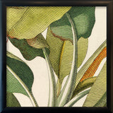 Musa Caudice Viridi Close Up. Mini Print