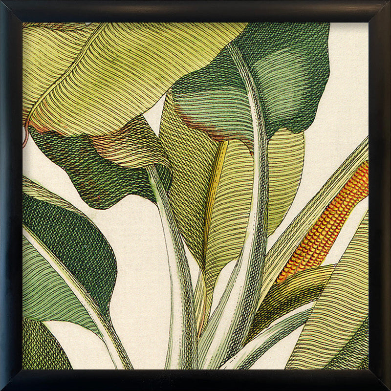 Musa Caudice Viridi Close Up. Mini Print