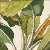 Musa Caudice Viridi Close Up. Mini Print