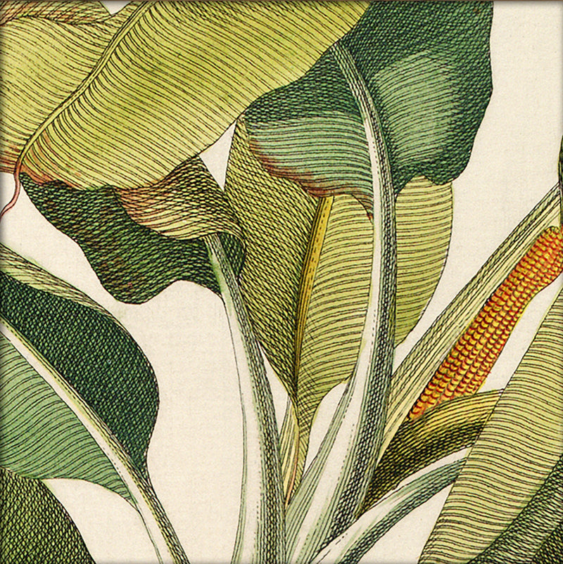 Musa Caudice Viridi Close Up. Mini Print