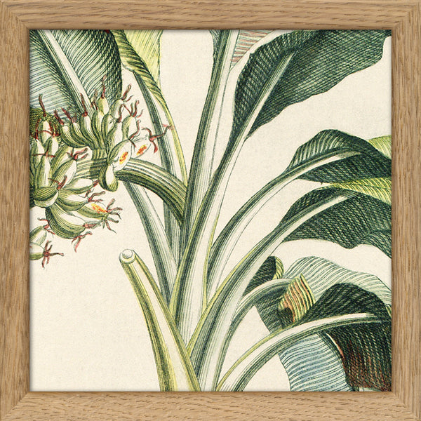 Musa Candice Maculato Close Up. Mini Print