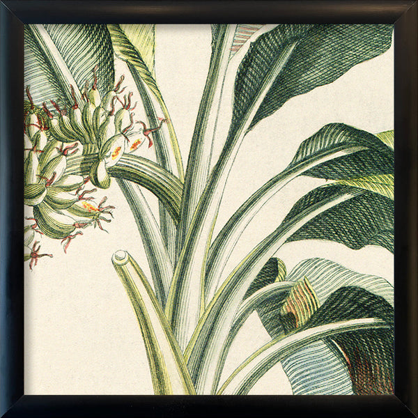 Musa Candice Maculato Close Up. Mini Print