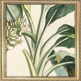 Musa Candice Maculato Close Up. Mini Print