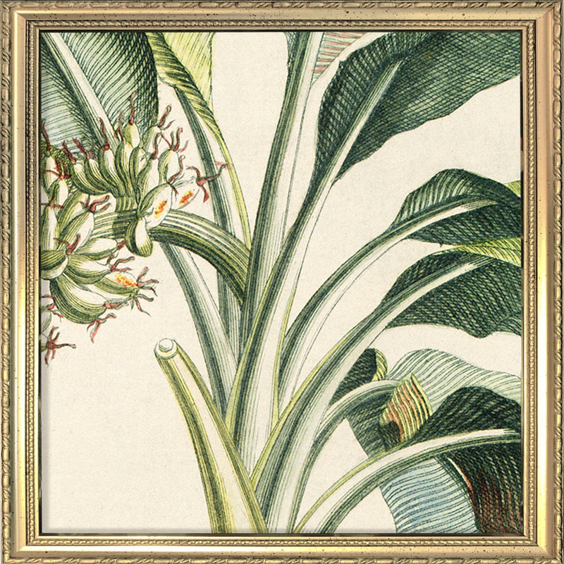 Musa Candice Maculato Close Up. Mini Print