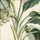 Musa Candice Maculato Close Up. Mini Print