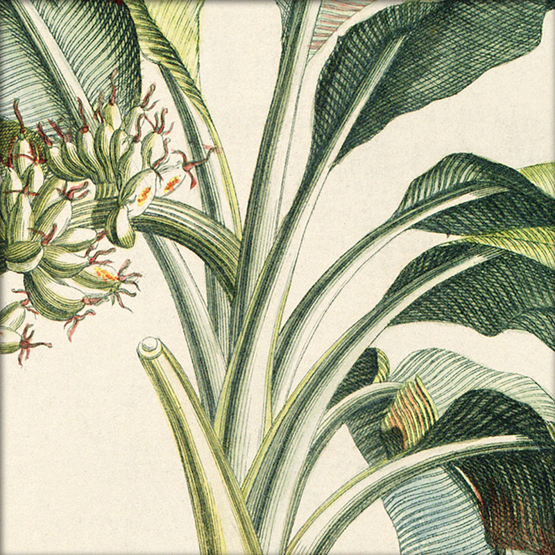 Musa Candice Maculato Close Up. Mini Print