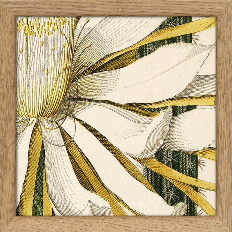 Cereus Flower. Mini Print