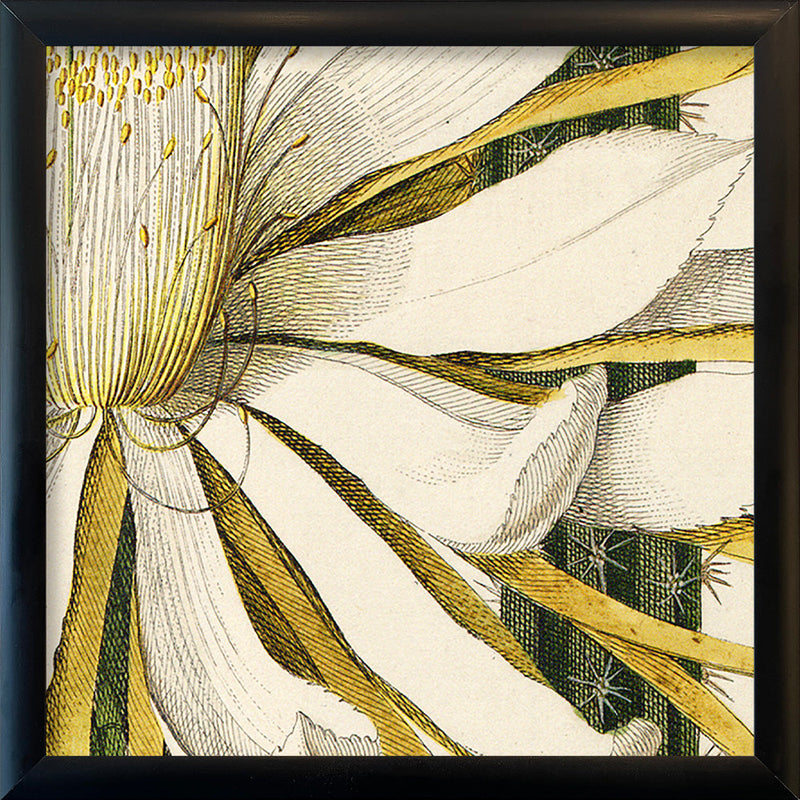 Cereus Flower. Mini Print