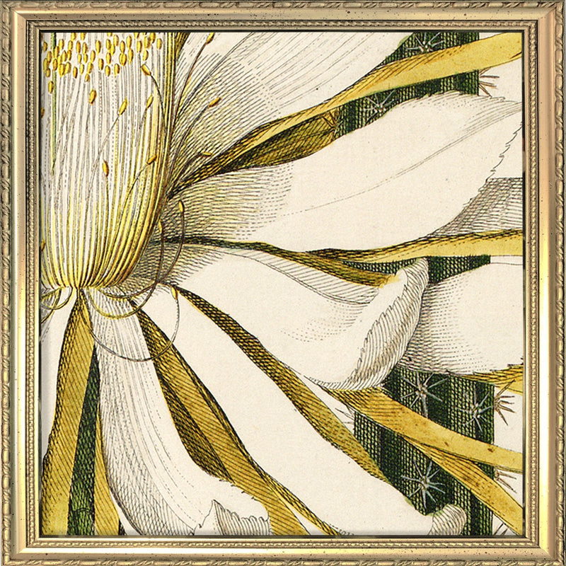 Cereus Flower. Mini Print