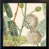Acacia Close Up. Mini Print
