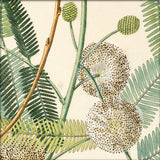 Acacia Close Up. Mini Print