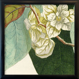 Anona Fructu Lutefcente Close Up. Mini Print