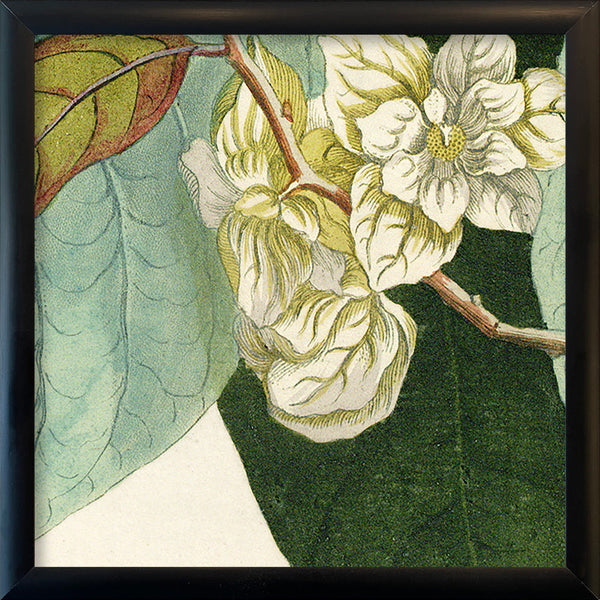 Anona Fructu Lutefcente Close Up. Mini Print