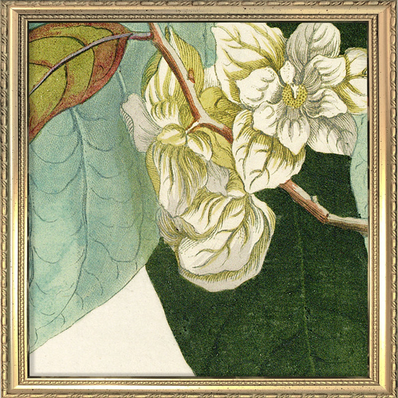 Anona Fructu Lutefcente Close Up. Mini Print