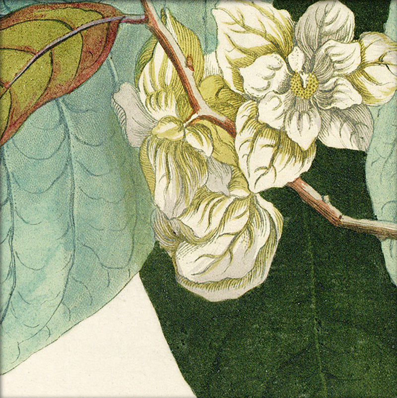 Anona Fructu Lutefcente Close Up. Mini Print