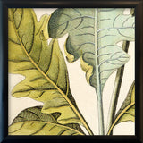 Bocconia Close Up. Mini Print