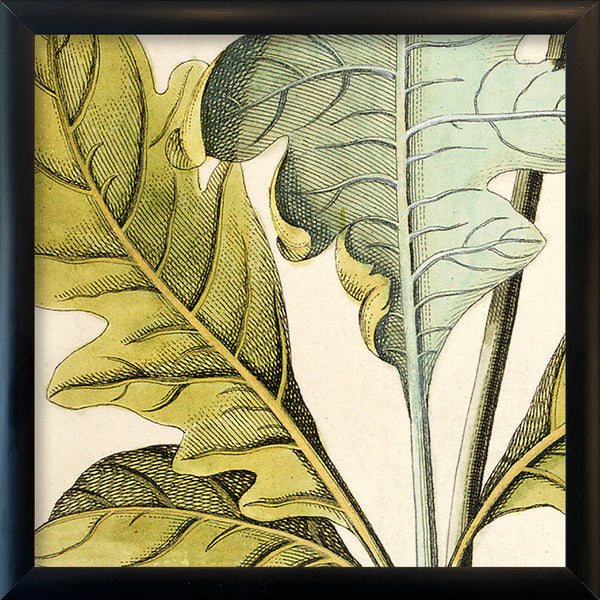 Bocconia Close Up. Mini Print