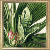 Veratrum Close Up. Mini Print