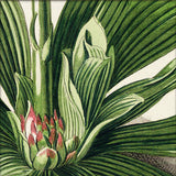 Veratrum Close Up. Mini Print