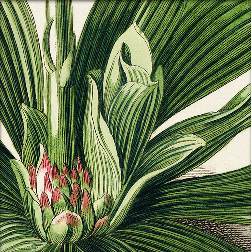 Veratrum Close Up. Mini Print