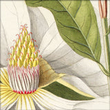 Magnolia Close Up. Mini Print