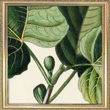Ficus Foliis Palmatis Close Up. Mini Print