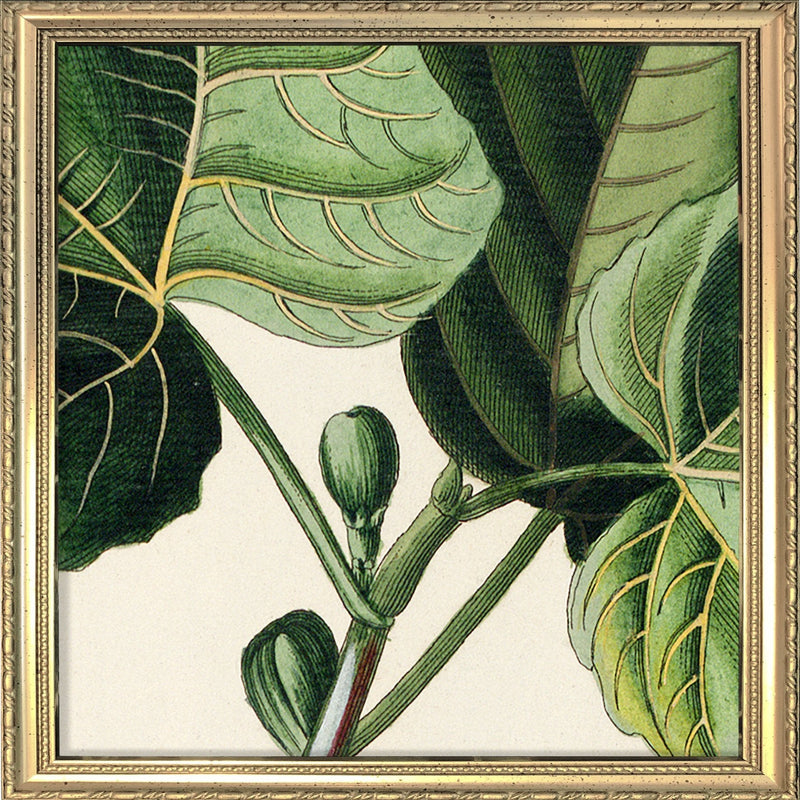 Ficus Foliis Palmatis Close Up. Mini Print