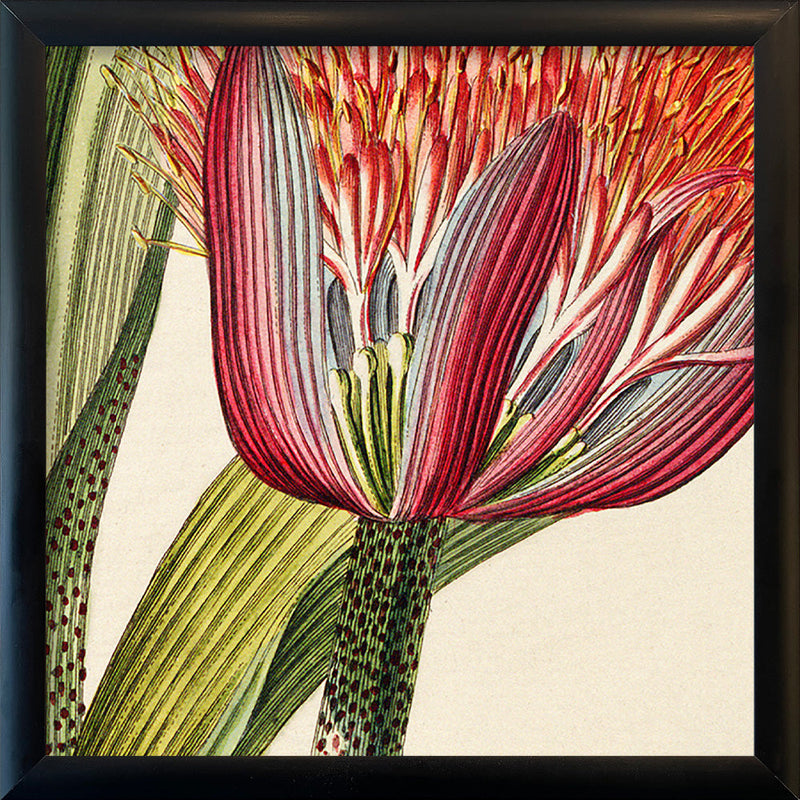 Hæmanthus Close Up. Mini Print