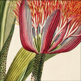 Hæmanthus Close Up. Mini Print