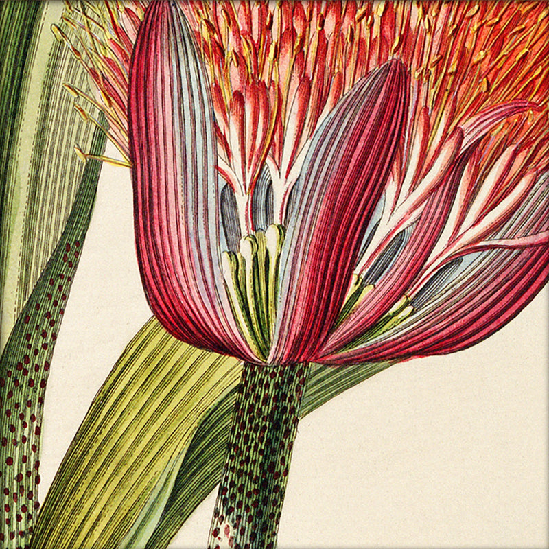 Hæmanthus Close Up. Mini Print