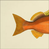 Orange Fish Tail. Mini Print