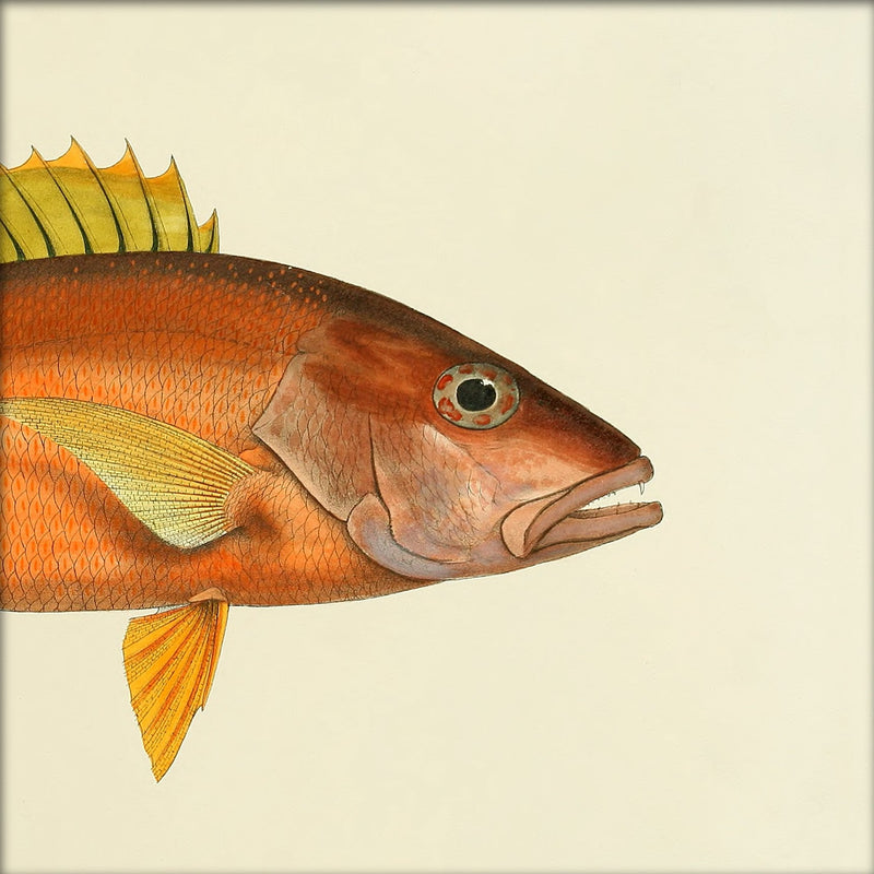Orange Fish Head. Mini Print