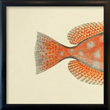 Blotched Bigeye (Priacanthus Carolinus) Tail. Mini Print