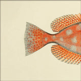 Blotched Bigeye (Priacanthus Carolinus) Tail. Mini Print