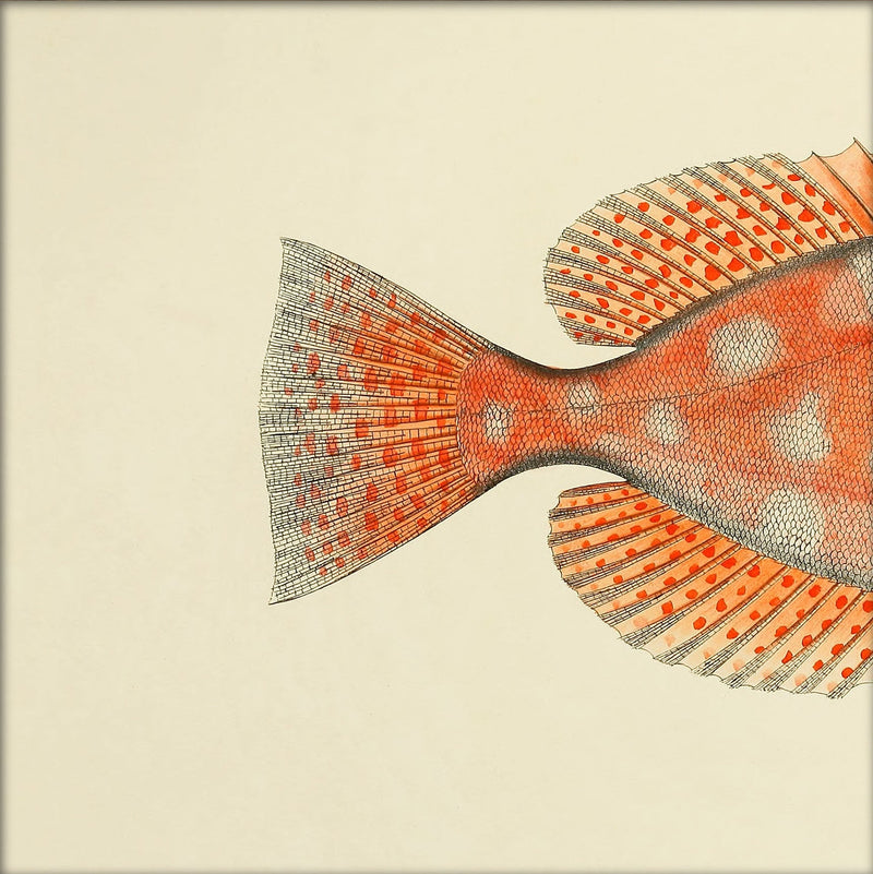 Blotched Bigeye (Priacanthus Carolinus) Tail. Mini Print