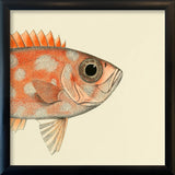 Blotched Bigeye (Priacanthus Carolinus) Head. Mini Print
