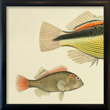 Hawkfish (Cirrhites Forsteri) Small and Tail. Mini Print