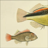 Hawkfish (Cirrhites Forsteri) Small and Tail. Mini Print