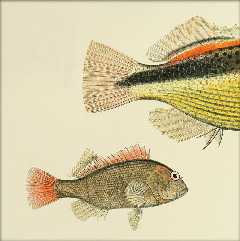 Hawkfish (Cirrhites Forsteri) Small and Tail. Mini Print